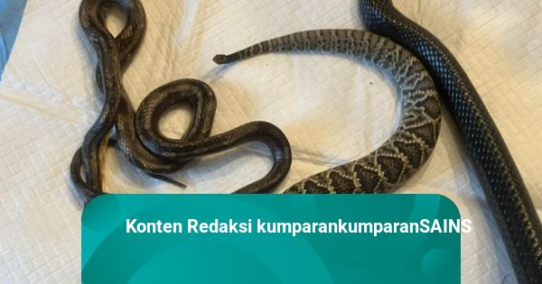 Qanday qilib MTF transseksual bolish mumkin